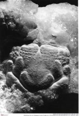 Historisches Foto von Ululapagurus oroszyi (Fraaije et al., 2019) (NHMW-AFW-GEO-BACHMAYER-FOTO-1990-0041-3480)